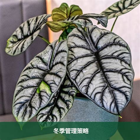 青龍植物照顧|銀龍觀音蓮完全養護手冊 專家級種植與繁殖指南 